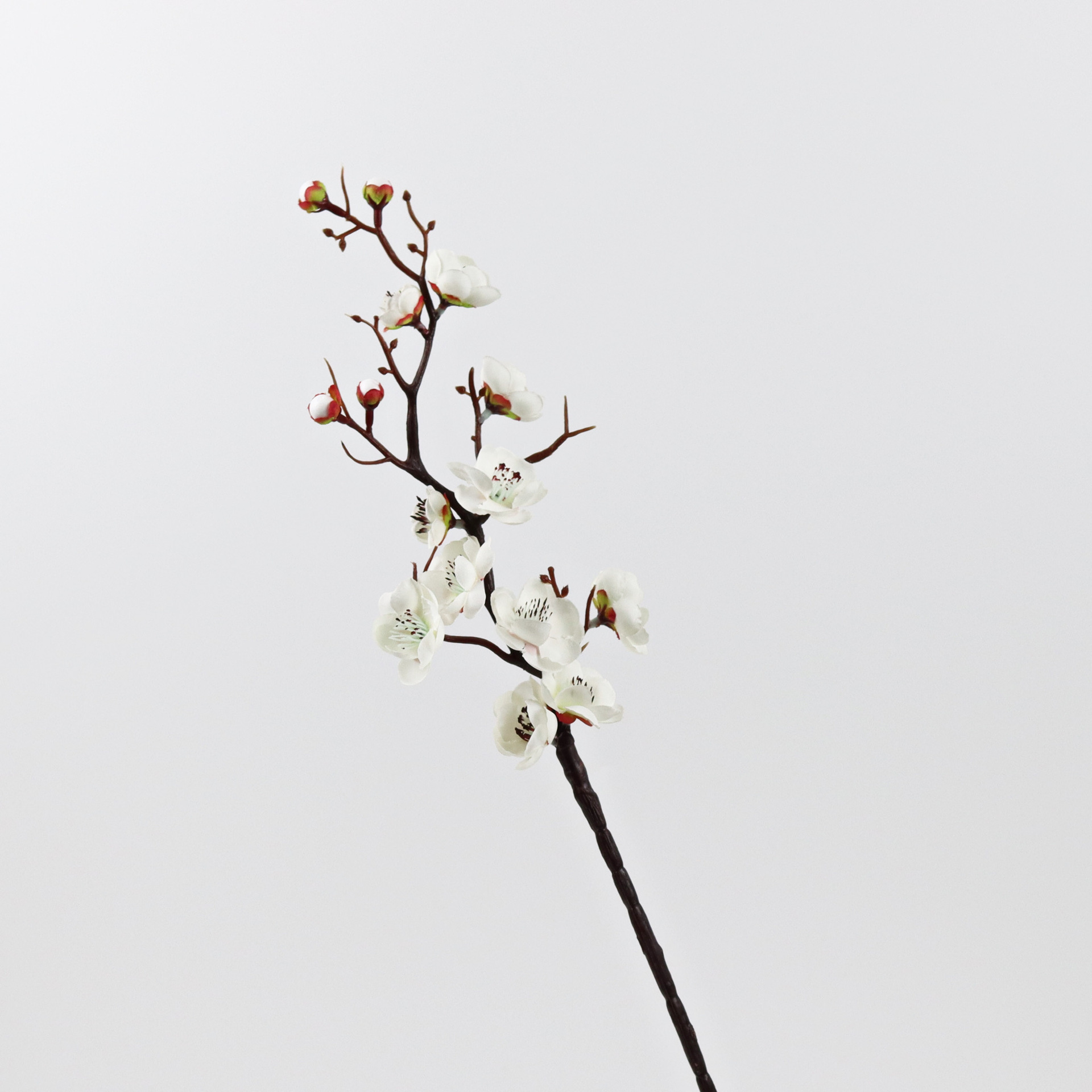 매화백(높이 60cm )