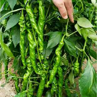 ����M؛�ݽz�����콷ţ�ǽ��������쿹��������ȫ