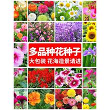 花种子花种籽子四季播种开花向日葵太阳花种孑大全凤仙花花籽花卉