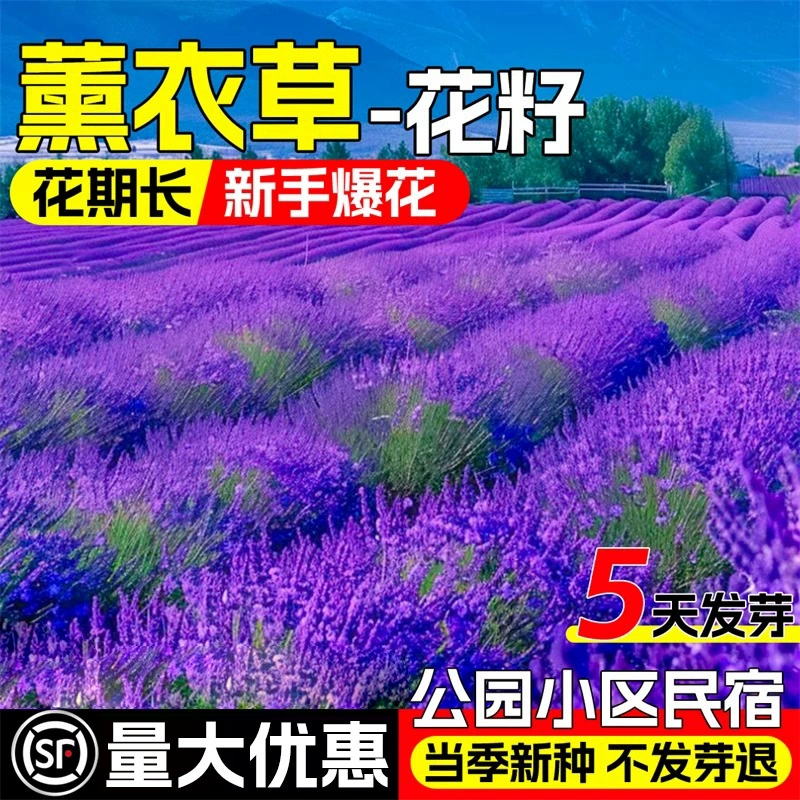 Семена лаванды легко выращивать оптом в любое время года. Семена цветов Прованса легко выращивать на открытом воздухе в любое время года.