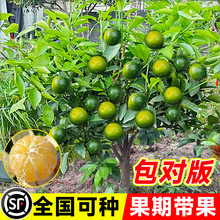 �ʵ۸̘��玧���ϱ������Դ���ӹ������Լ޽��ļ������箔��Y��