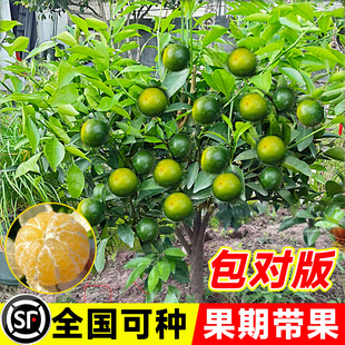 �ʵ۸̘��玧���ϱ������Դ���ӹ������Լ޽��ļ������箔��Y��