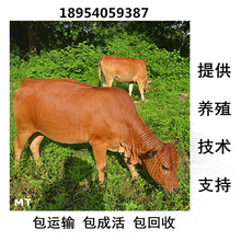 長期出售 魯西黃牛種牛 魯西黃牛養殖場 魯西黃牛肉牛