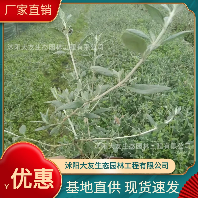 База фруктовых орхидей оптом сорта собственного производства, полные Ландшафтные инженерные Зеленые саженцы