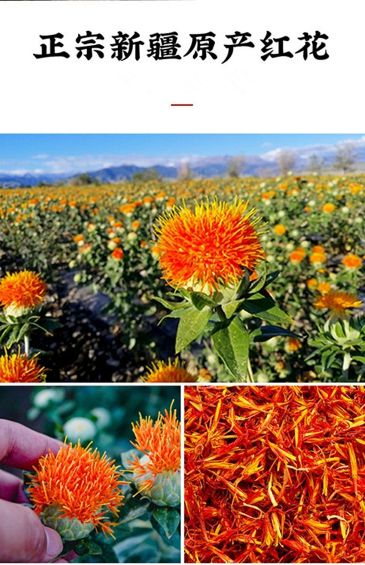 Dried Safflower Hong Hua 500g Premium Chinese Herbal Tea Grade Carthamus tinctorius Flowers specifications