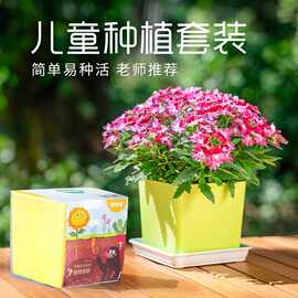 凤仙花种籽四季小学生科学实验观察向日葵儿童种植小盆栽植物种子