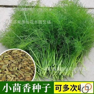 Fennel Seeds