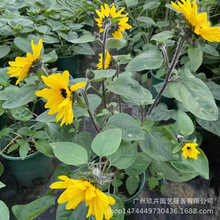 无限阳光向日葵盆栽花苗播种花卉耐热晒夏季开花机器室内外花期长