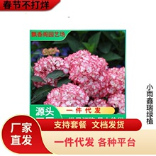 ���ٵĻ��@��ݲ�ݮ�A�F�����͕��ͺ���ľ����ͥԺ����ֲ��������