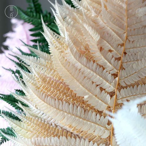 Immortal money fern dragon's claw fern big fern leaf dragon's beard preserved flower manufacturer wholesale dried flower floating bottle diy flower material
