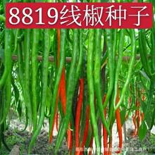 8819线椒种子香辣超辣干辣椒皱皮红辣椒高产线椒农家大田蔬菜种籽