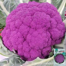 ��ɫ��Ҭ�˷N���ɻ��˷N����ɫ���˷N���r�Ҳˈ@�߲˷N�Ӻ����׷N