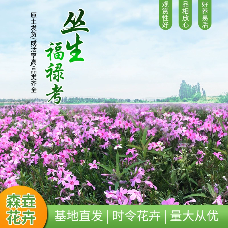 Кластерная флокс, цветочное море, клумба, парк в горшках, проект садового ландшафта, цветочная база Цинчжоу, рассада флокса