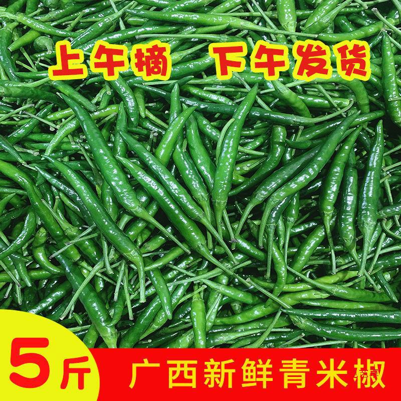 小米椒新鲜青米广西辣椒现摘小尖椒剁椒辣朝天椒青泡椒辣现发