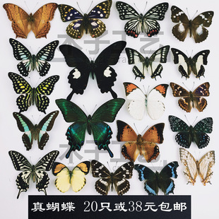 A- real butterfly specimen not spreading wings original butterfly miscellaneous butterfly insect kindergarten teaching collection photography props postage