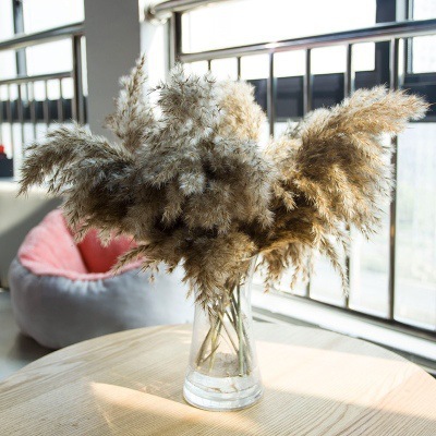 원색의 큰 갈대 1 개