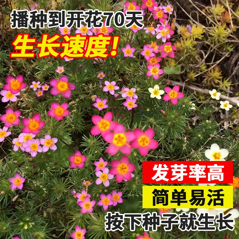 Семена цветов звезды, семена цветов маленькой звезды, четырехсезонные горшечные растения для балкона, семена цветов для открытого двора