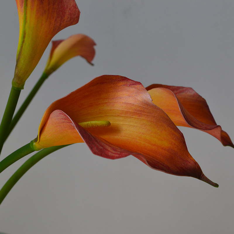 DSC_0749.jpg