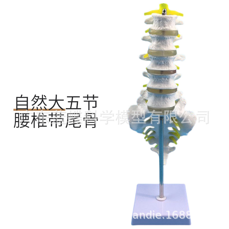 ���弹��ģ�ͼ�׵����׵ģ�� ��׵�ṹ��׵���� �ؽ�ģ�߲�����׵