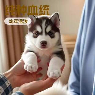 ���N��ʿ����w���ﹷ��ɵ��ʿ��ѩ��Ȯ��Ȯ�{�۾���ɫ��ɫ�o�lȮ