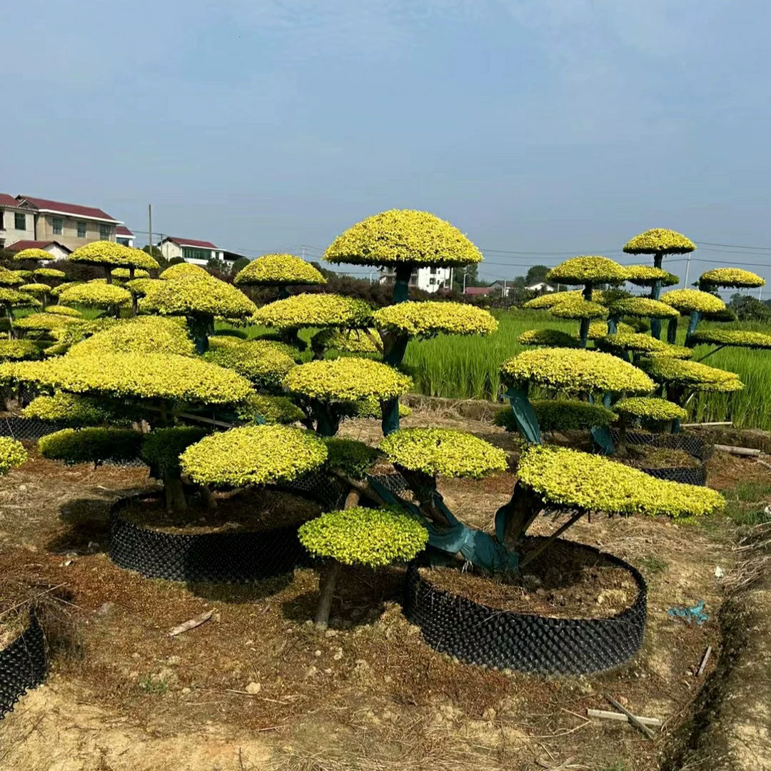 2308 питомник поставляет блестящие формы Lighen 2-3 метра Lemon Lighen Garden Villa высокого класса ландшафта