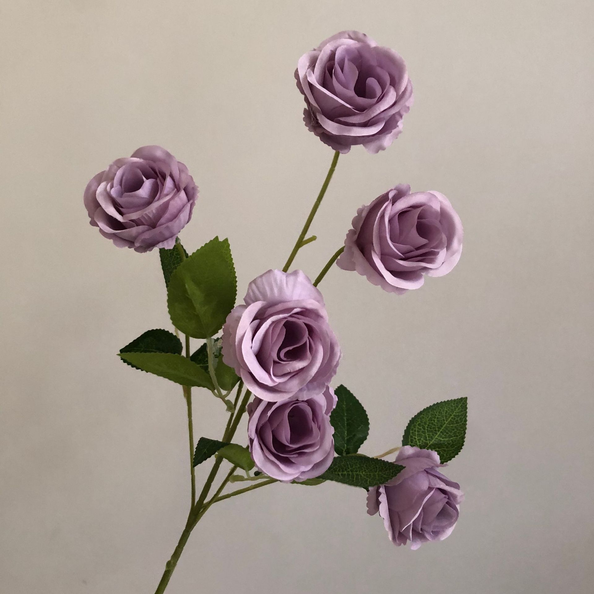 연한 보라색