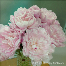 �ذ����ș�N���ļ��׷N���Ի��ܷN�Ӹ��F���҃�ͥԺ�������ļ�