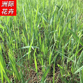 芦苇小苗 水体绿化批发供应水生植物芦苇 公园绿化美化植物狼尾草