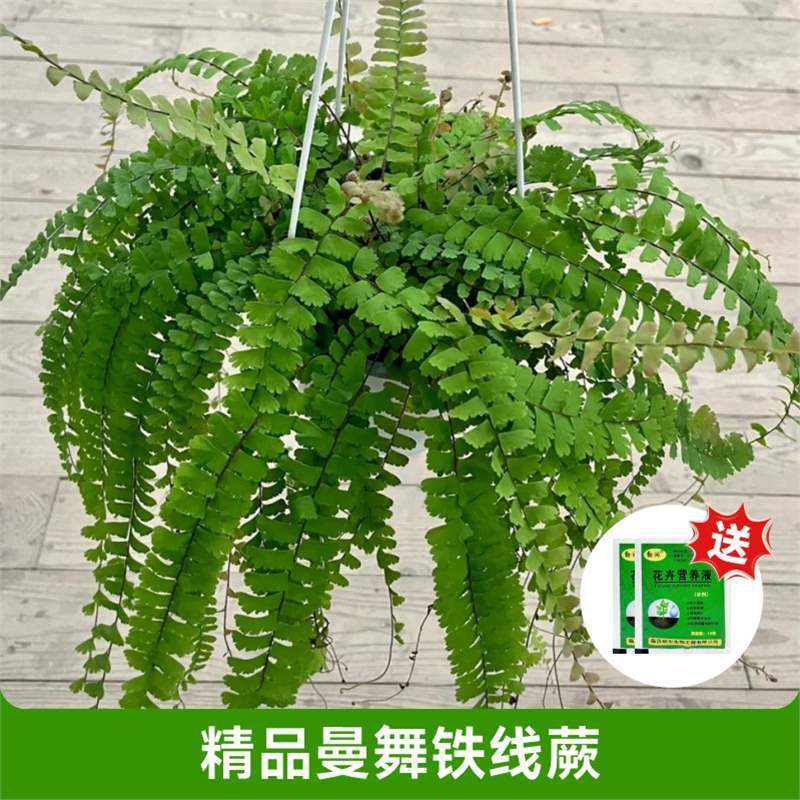 [화분을 가져가는 것이 좋다] 고급 만우 고사리