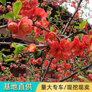 ľ�Ϻ��Ę������ֱ�����̾G����ľɽ��ͥԺ�^����ľ����ë�~ľ��