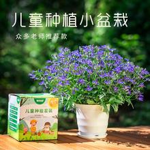 儿童种植小盆栽瓜果花草种孑四季播种开花凤仙花种籽学生观察植物