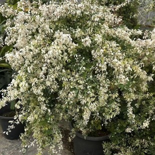 2412 Garden Base Supply Variegated Mosaic Cowpea 1- 2m Tall Colorful Leaf Golden Turtle Tree Potted Plant