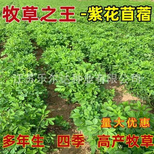 Alfalfa Seeds for Pigs, Cattle, Sheep, Rabbits, Chickens, Ducks and Geese, Perennial Four-Season Breeding Pasture Seeds, Fish Grass Seeds