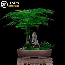 ���������Լ�ɽ�����辰ֲ���҃ȿ͏d�k�������ܾGֲ�ļ�������