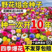 野花组合花种子波斯菊花种籽子四季开花播种格桑花花籽太阳花种孑