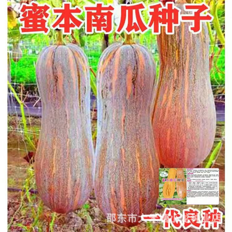 Honey Pumpkin High Quality Vegetables and Fruits High Yield Old Pumpkin MiBen Pumpkin Seeds Transport-resistant Fruits and Vegetables Spring Sowing Honey Pumpkin High Quality Vegetables and Fruits High Yield Old Pumpkin MiBen Pumpkin Seeds Transport-resistant Fruits and Vegetables Spring Sowing