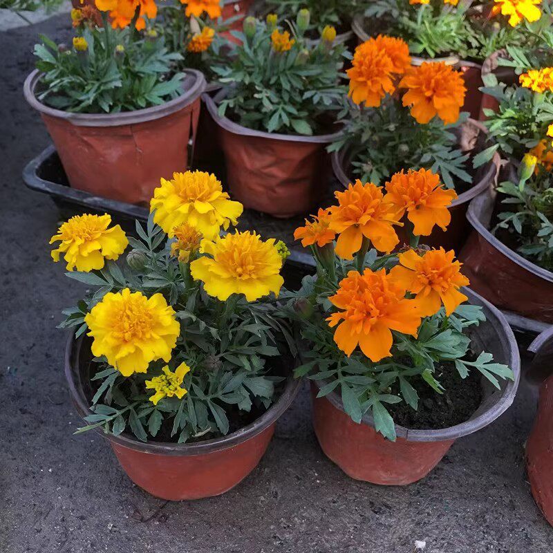 孔雀草菊花万寿菊盆栽阳台庭院工程绿化好养四季开 ??花卉绿植臭