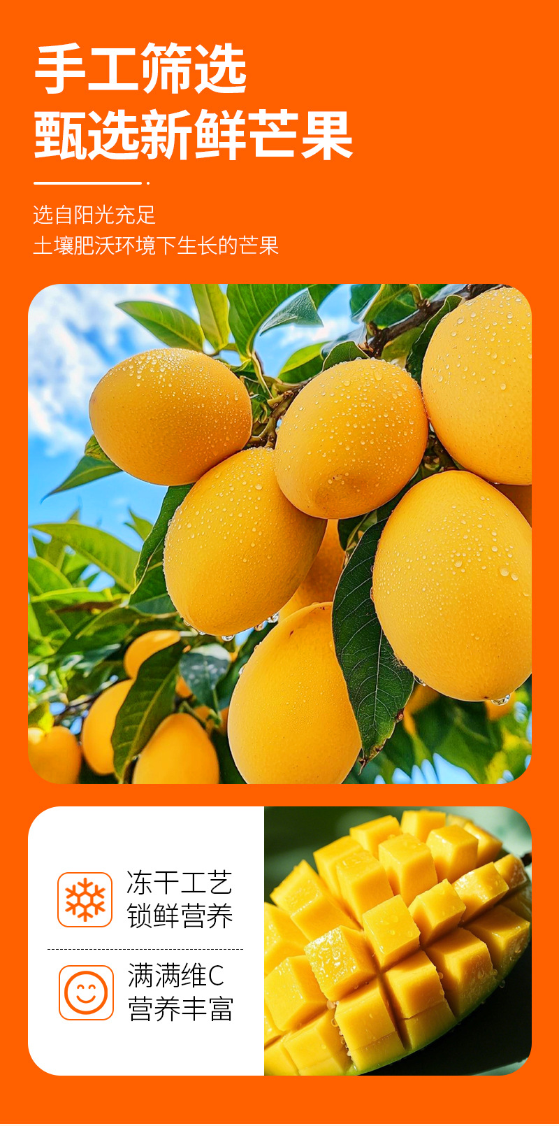 Freeze-Dried Mango (Mangifera indica) — FD Dried Fruit Snack, 65g Bottle quality and texture