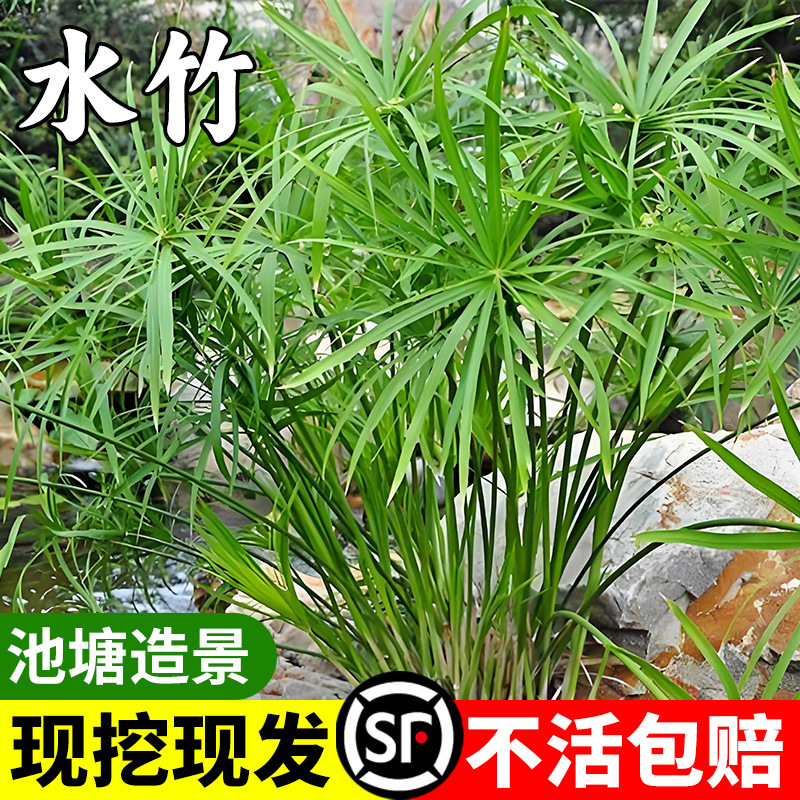 Planta hidropónica, bambú de agua, viento, hierba, paraguas secos, peces, paisaje de estanque, purificación de calidad del agua, pecera en maceta pequeña, tanque de tortuga, planta verde