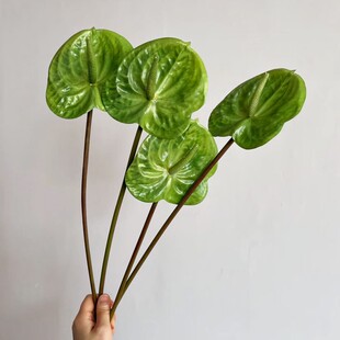 С̖3D��ӡ�t�ƻ��ָ����ϾG�Ʋ廨ֲ�ﻨ���R����ɫ��@����