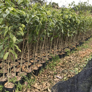 ͥԺ�����������F��ľ��骳�����玧�I�B�����b���B��ľ������