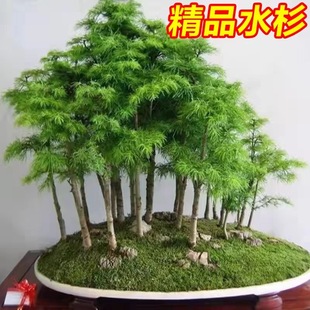 ˮɼ�����Ϙ�����ɼ�����҃ȿ͏d�ļ������辰�~��ˮ�໨�ܾGֲ��