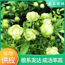 绿冰月季花微型月季花多花月季玫瑰阳台丰花多头微月四季开花绿色