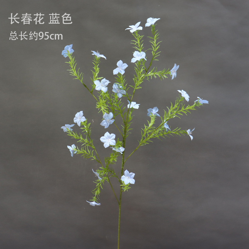 Una rama de la flor azul de la chinchera