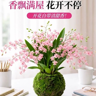 香水梦香文心兰带花苞盆栽梦香兰花卉绿植物水培室内盆栽兰花好养
