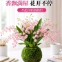 水培植物盆栽文心兰香水