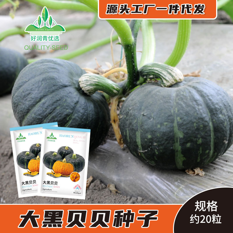 Big Black Beibei Pumpkin Seed Powder Glutinous Sweet Face Big Fruit Black Chestnut Pumpkin Seeds Thick Flesh Spring and Summer Garden Seeds