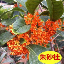 嫁接四季桂月桂金状元金银同辉日香桂花矮桩矮霸盆景盆栽桂花树苗