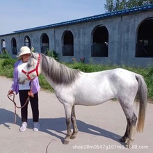 舍特兰进口德保矮马景区动物园用马听话骑乘马