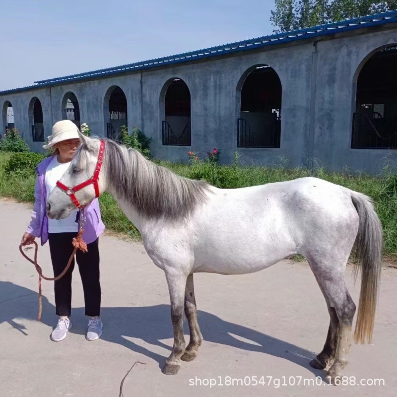 舍特兰进口德保矮马景区动物园用马听话骑乘马